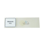 Blastula Slide